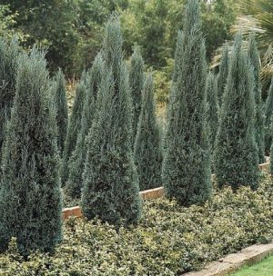 Blue Point Juniper – 15 Gallon – plantmatch