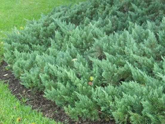 Juniper Parsoni 3 Live Plants Drought Tolerant Cold Hardy Evergreen Ground Cover Juniperus Squamata Expansa Parsons