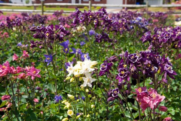 Aquilegia Winky Mix