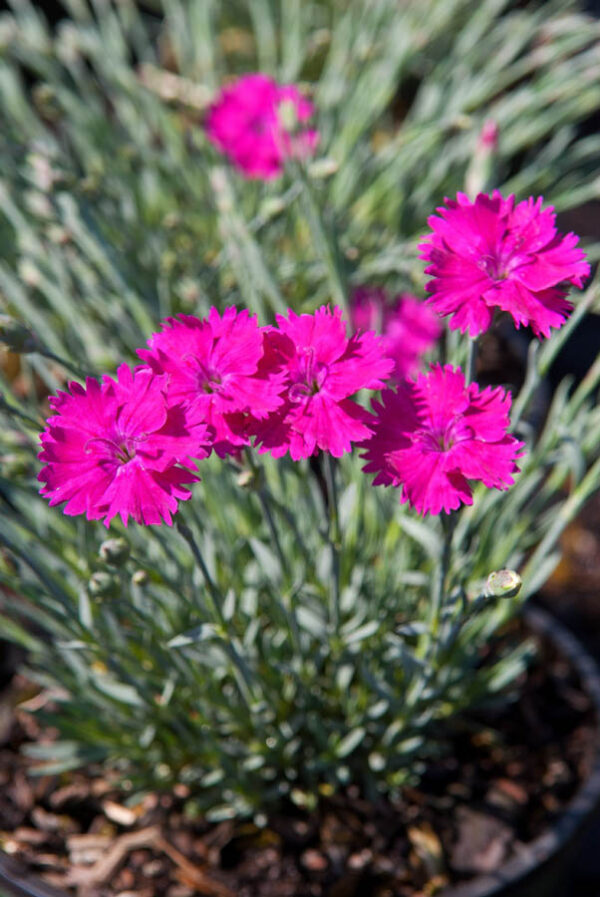 Dianthus Neon Star Pink Plantmatch