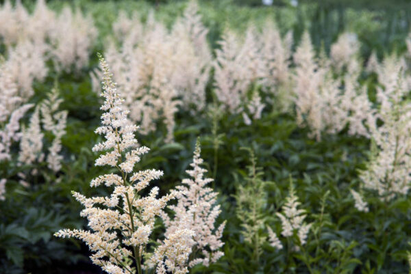 Astilbe Snowdrift White