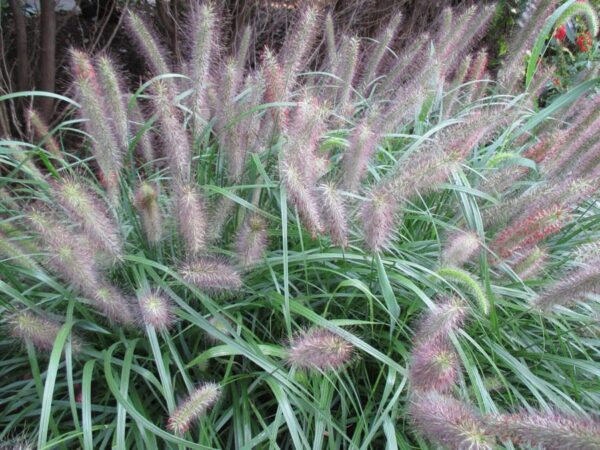 Grass Pennisetum Ginger Love