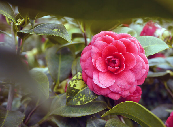 Camellia Jap. Tom Knudson Dark Red